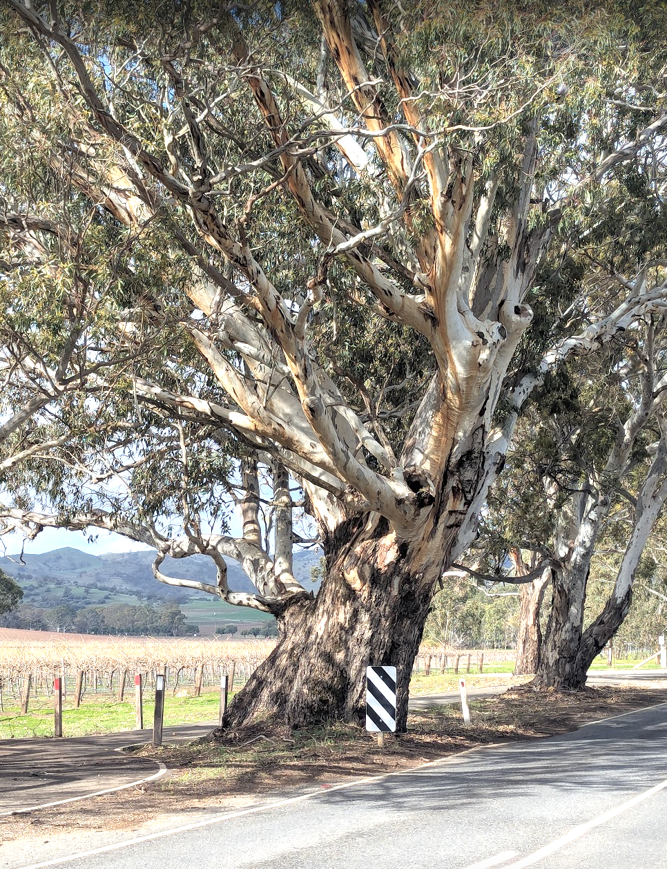 High Tea Itinerary: 2pm - Step into the iconic Kies Family Wines winery and take your seat at your private table for two (or your reserved group setting). Soak in the atmosphere of the live music, twinkling lights and get ready for an indulgent afternoon.